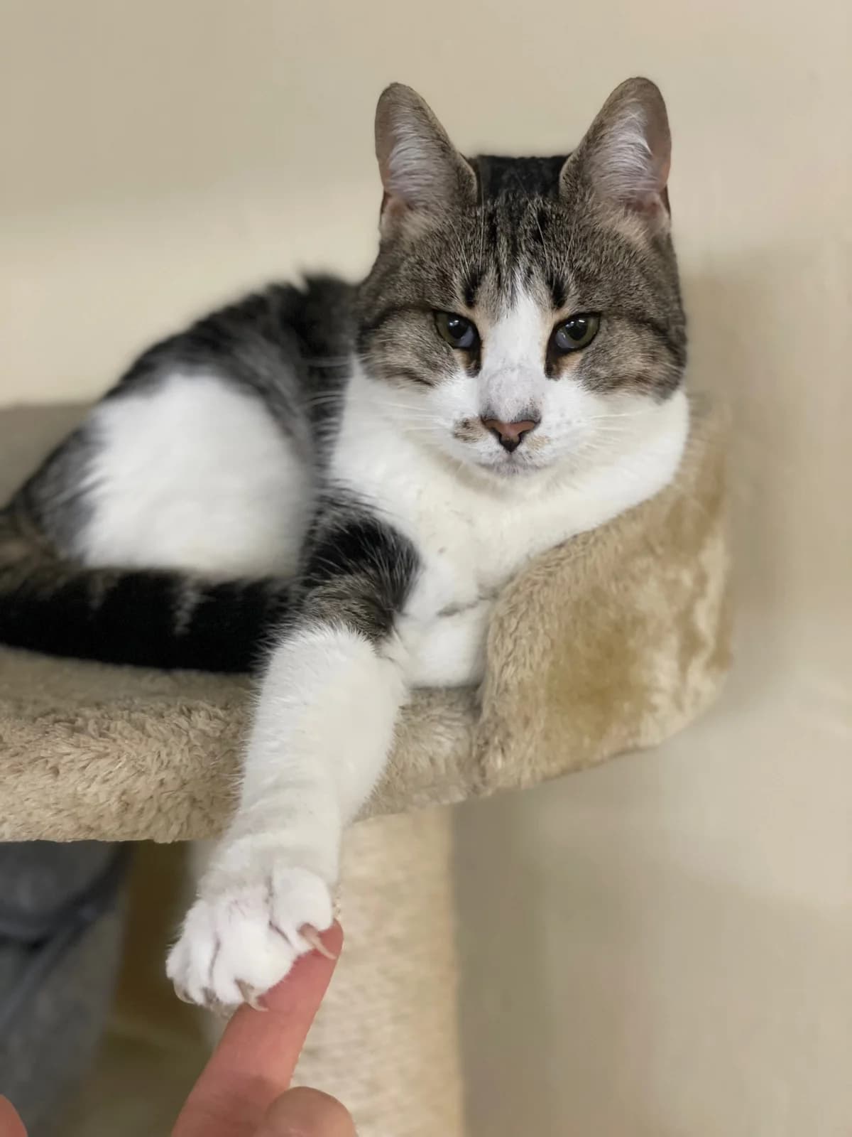 Heini, getigert mit weiß male mixed breed for adoption at Städtisches Tierheim Duisburg, Duisburg — photo 3 of 4