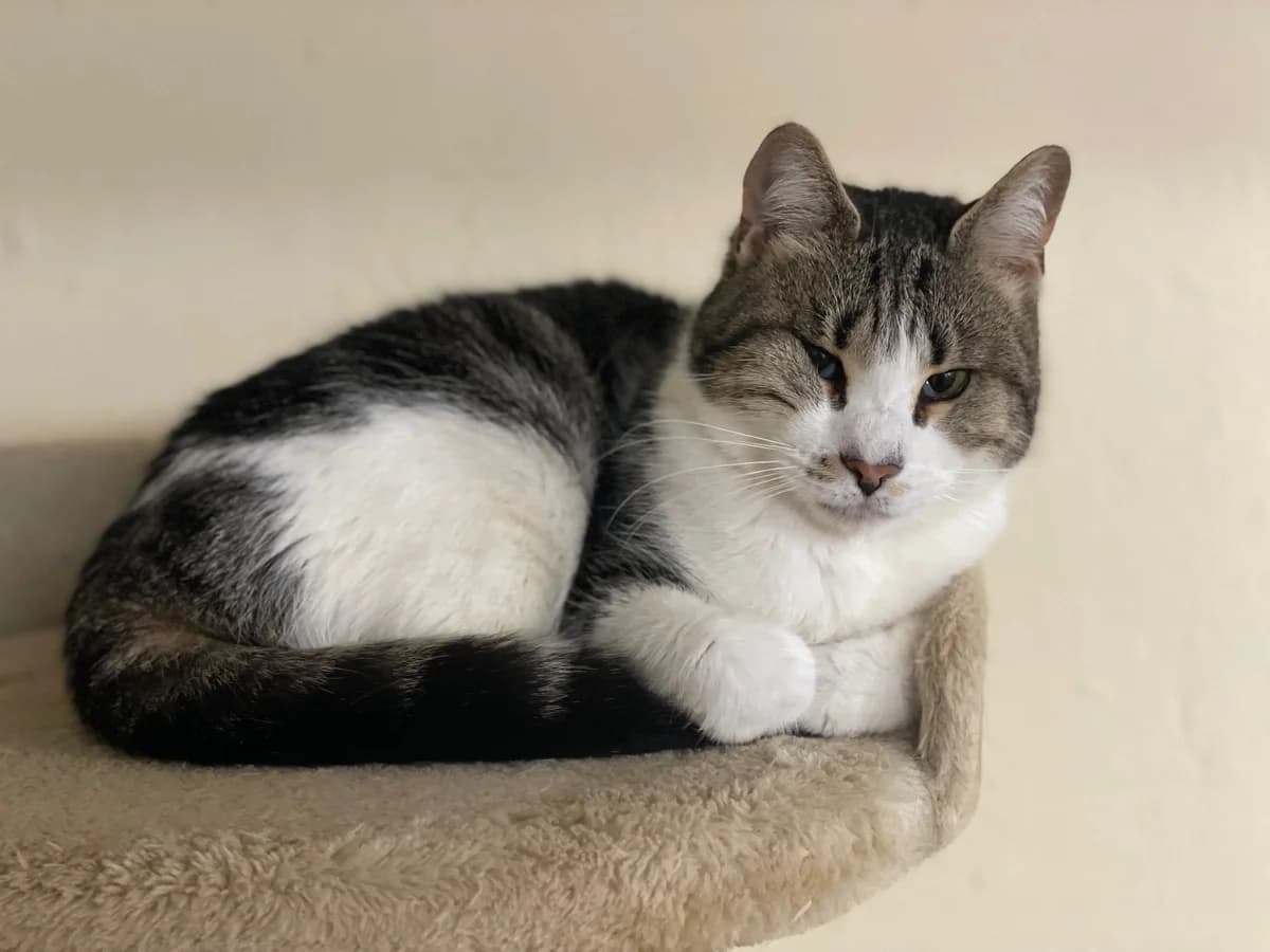 Heini, getigert mit weiß male mixed breed for adoption at Städtisches Tierheim Duisburg, Duisburg — photo 4 of 4