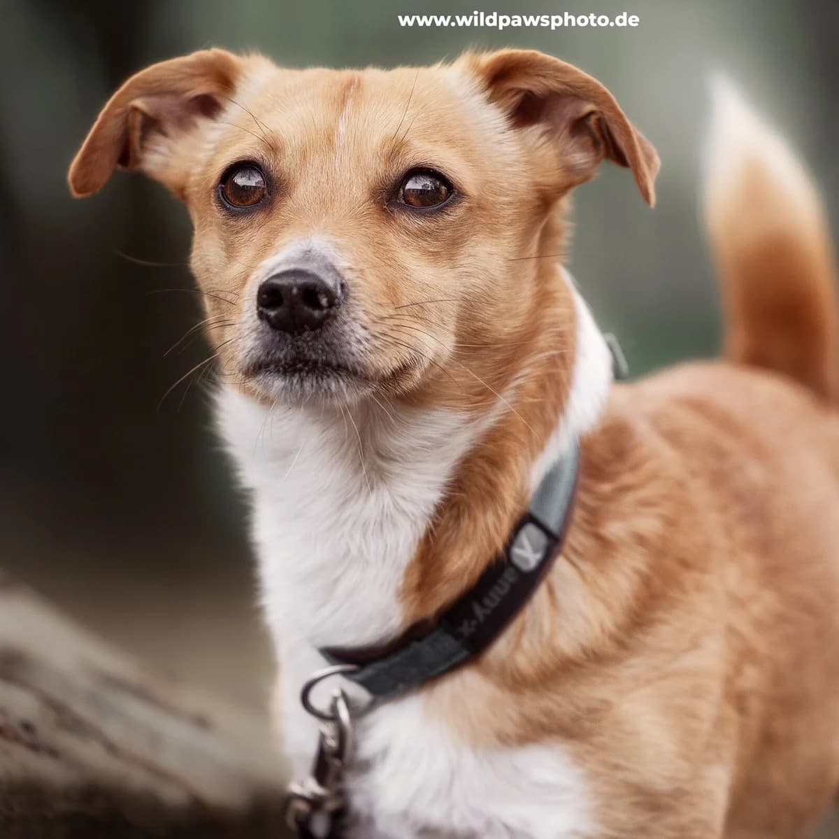 Kevin, male puppy Jack Russell Terrier for adoption at Städtisches Tierheim Duisburg, Duisburg
