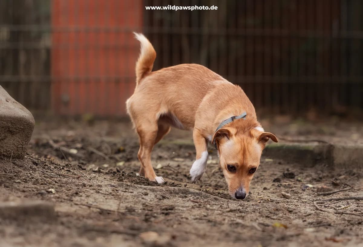 Kevin, male Jack Russell Terrier for adoption at Städtisches Tierheim Duisburg, Duisburg — photo 2 of 4