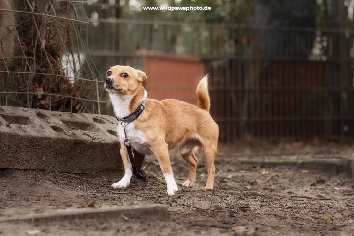 Kevin, male Jack Russell Terrier for adoption at Städtisches Tierheim Duisburg, Duisburg — photo 3 of 4