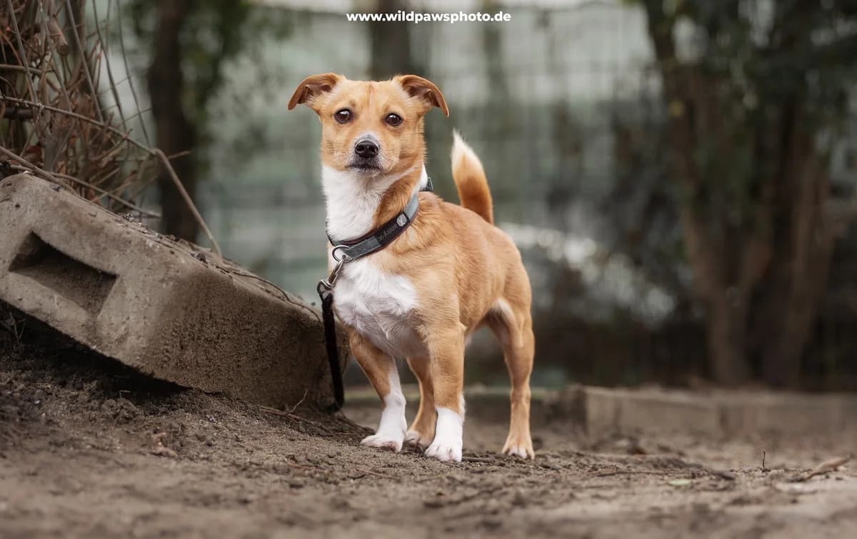 Kevin, male Jack Russell Terrier for adoption at Städtisches Tierheim Duisburg, Duisburg — photo 4 of 4