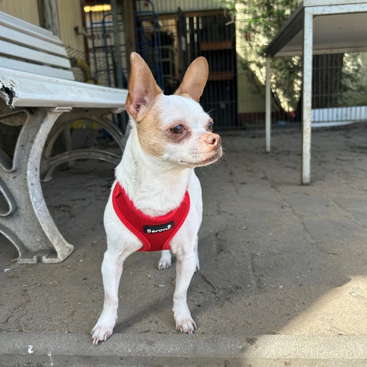 Rolex, male Chihuahua for adoption at Städtisches Tierheim Duisburg, Duisburg