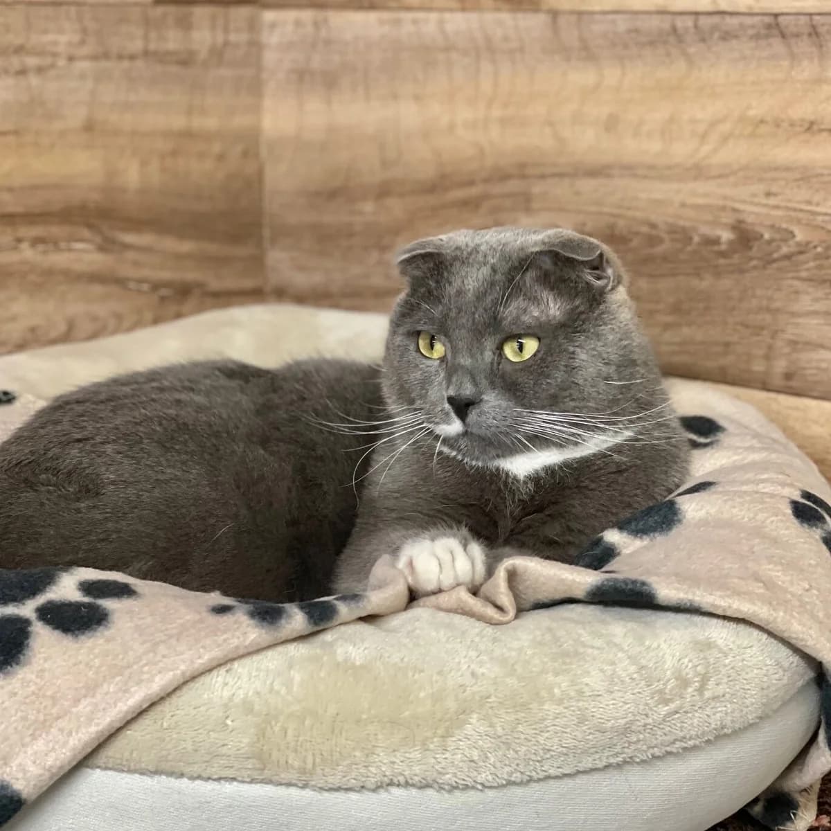 Fabius – hat Interessenten, grau mit weiß male puppy Scottish Fold for adoption at Städtisches Tierheim Duisburg, Duisburg