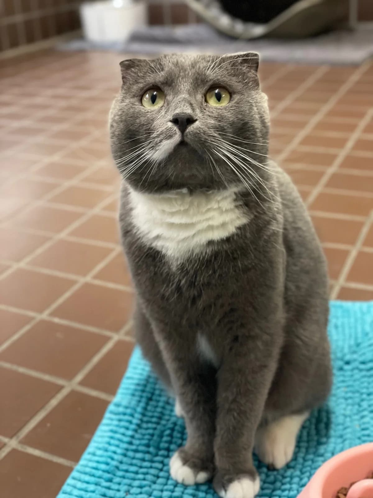 Fabius, grau mit weiß male Scottish Fold for adoption at Städtisches Tierheim Duisburg, Duisburg — photo 2 of 5
