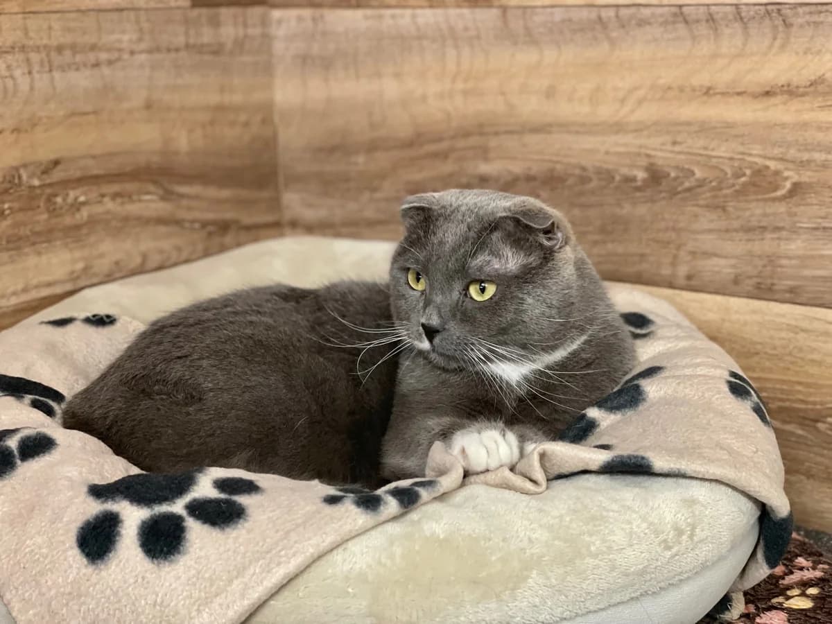 Fabius, grau mit weiß male Scottish Fold for adoption at Städtisches Tierheim Duisburg, Duisburg — photo 3 of 5
