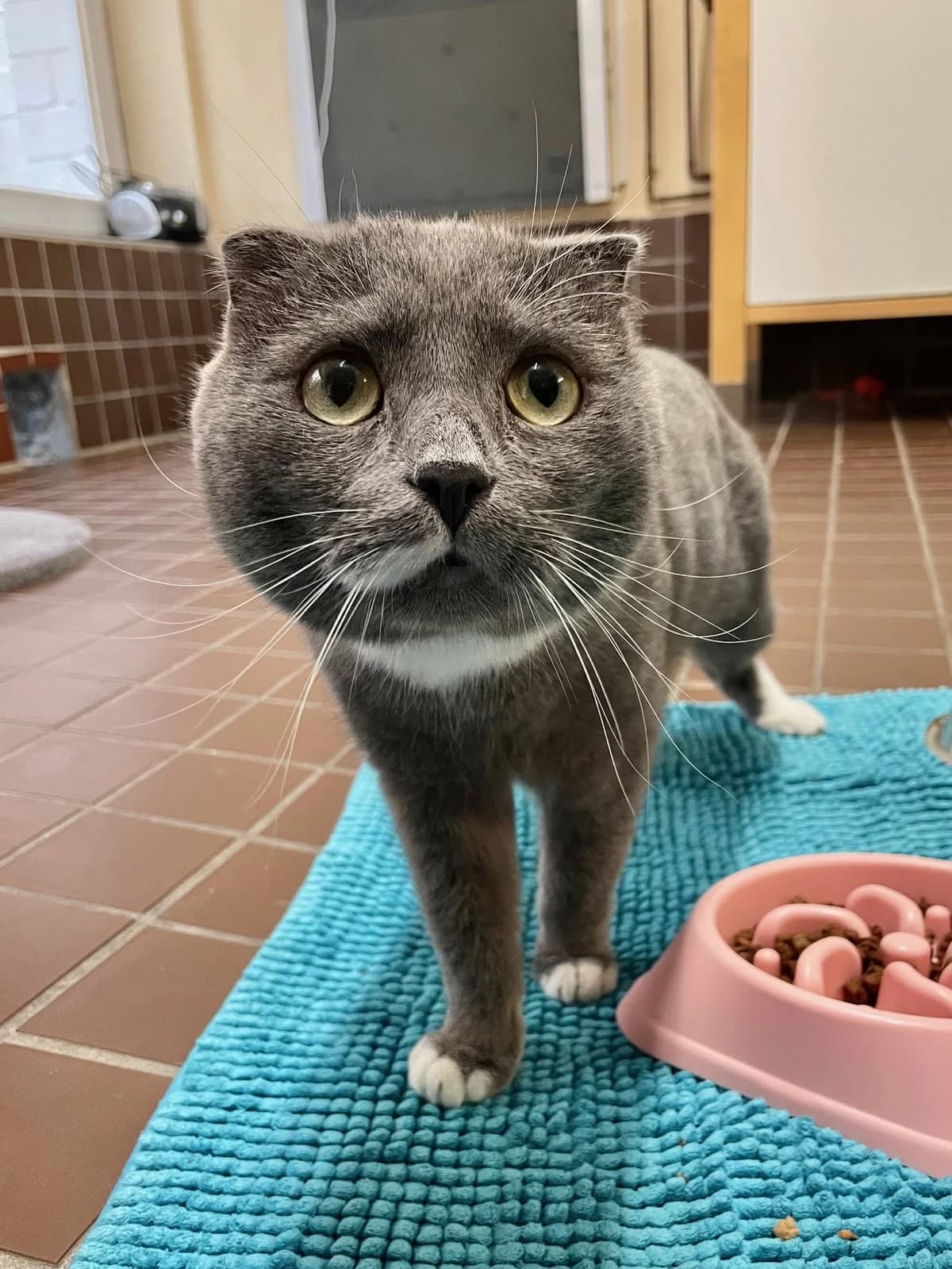 Fabius, grau mit weiß male Scottish Fold for adoption at Städtisches Tierheim Duisburg, Duisburg — photo 4 of 5