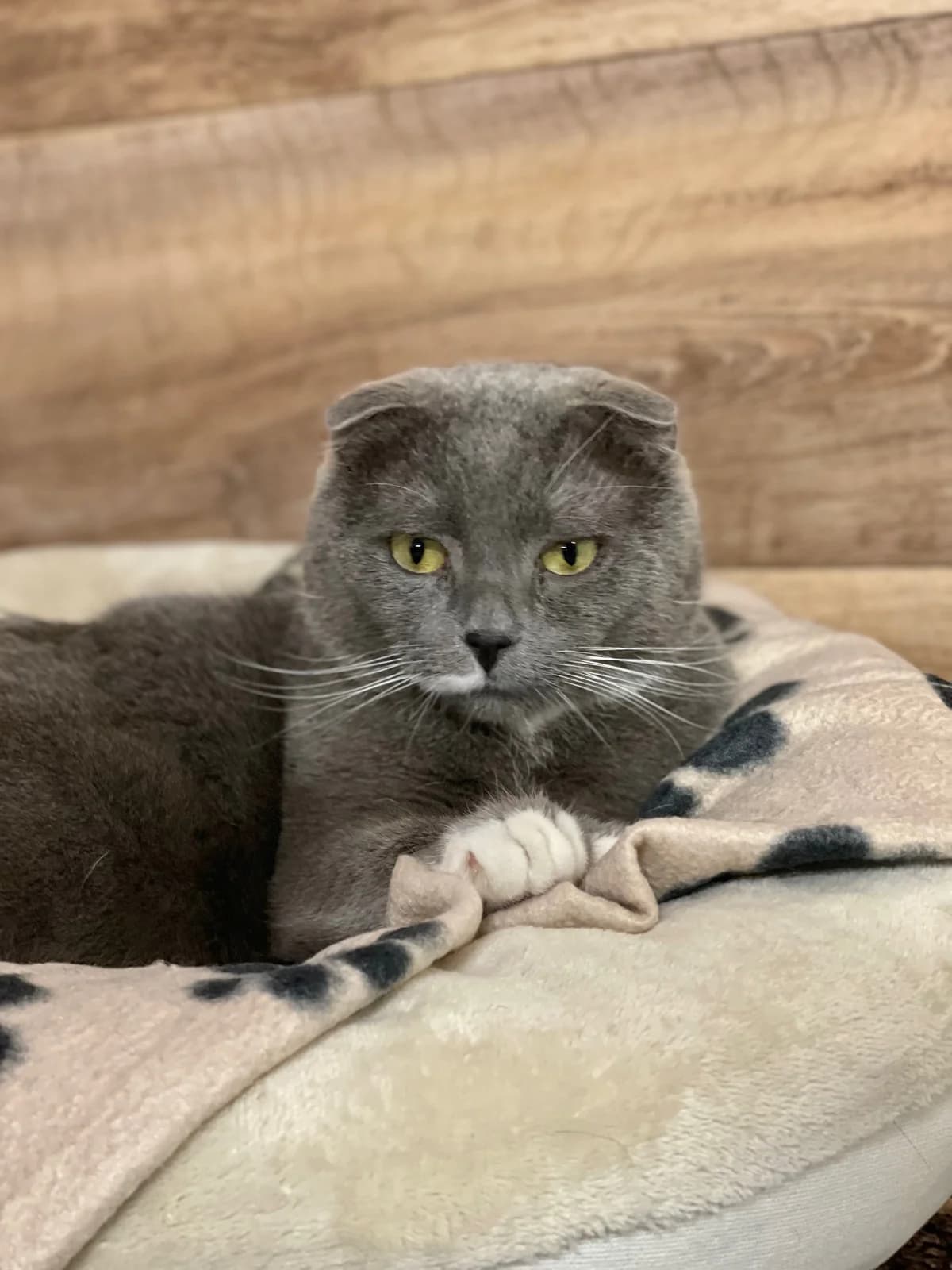Fabius, grau mit weiß male Scottish Fold for adoption at Städtisches Tierheim Duisburg, Duisburg — photo 5 of 5
