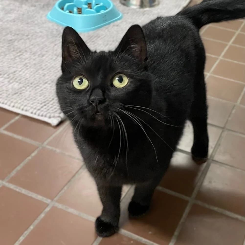Basmati, schwarz female mixed breed for adoption at Städtisches Tierheim Duisburg, Duisburg