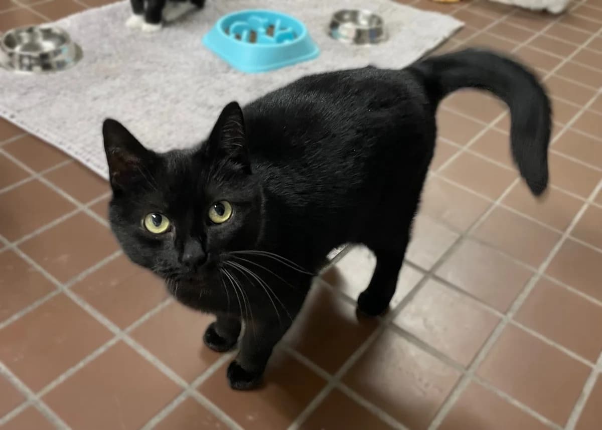 Basmati, schwarz female mixed breed for adoption at Städtisches Tierheim Duisburg, Duisburg — photo 2 of 6