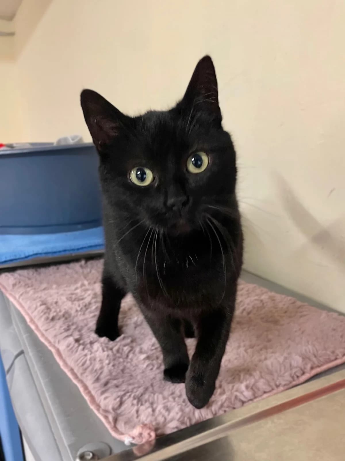 Basmati, schwarz female mixed breed for adoption at Städtisches Tierheim Duisburg, Duisburg — photo 3 of 6