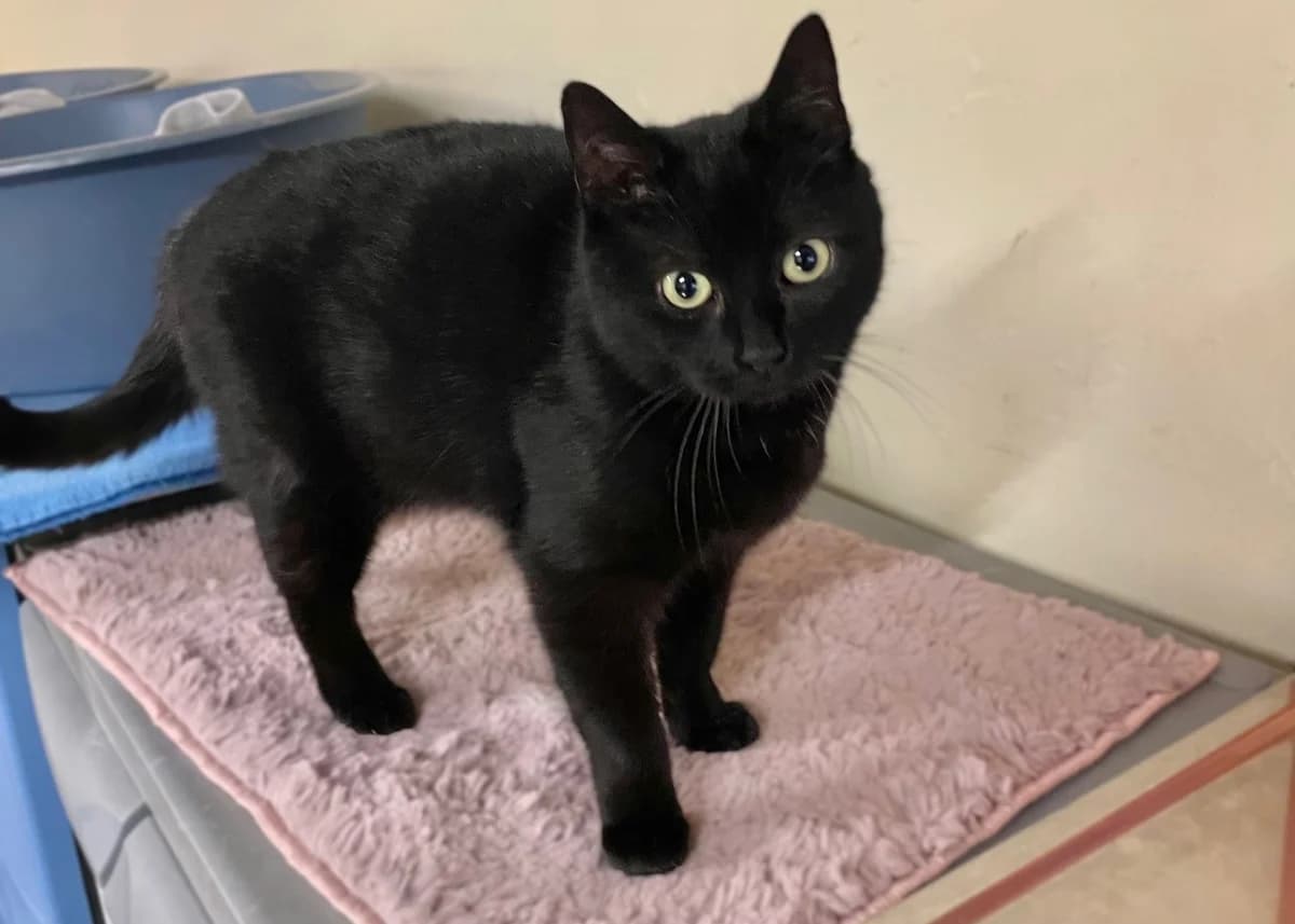 Basmati, schwarz female mixed breed for adoption at Städtisches Tierheim Duisburg, Duisburg — photo 4 of 6