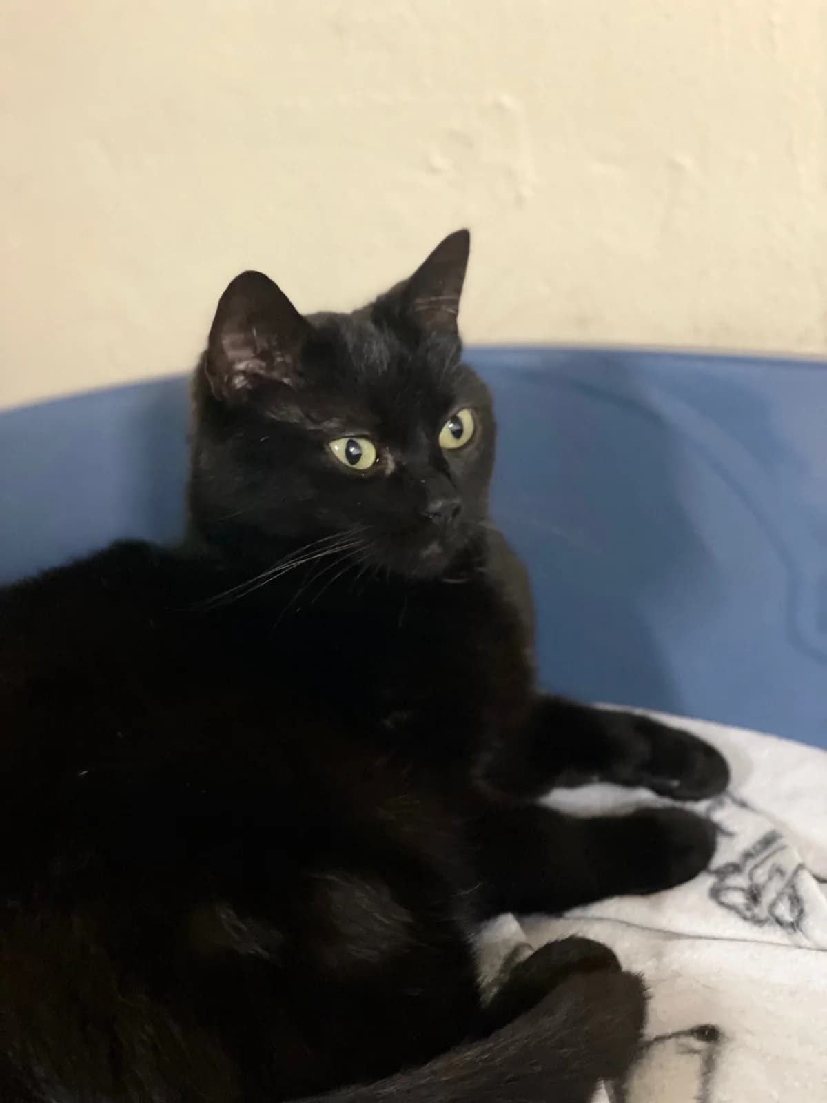 Basmati, schwarz female mixed breed for adoption at Städtisches Tierheim Duisburg, Duisburg — photo 5 of 6