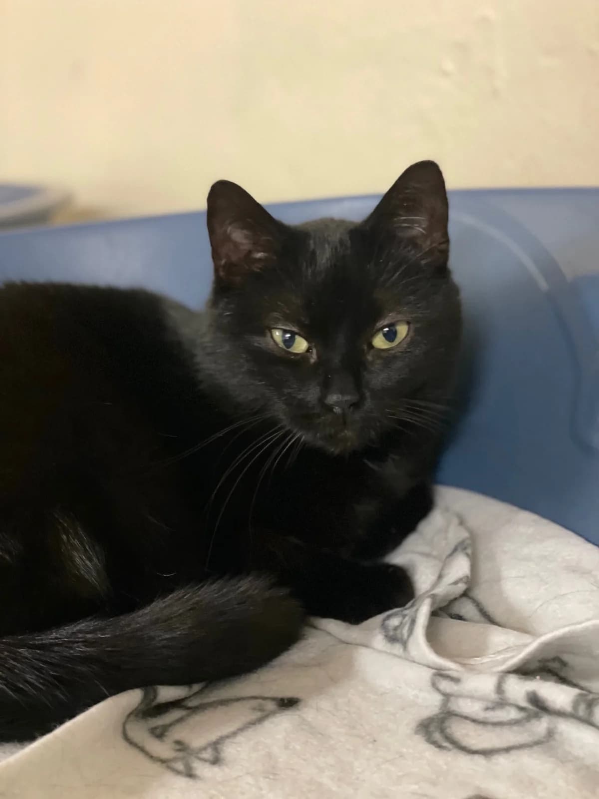 Basmati, schwarz female mixed breed for adoption at Städtisches Tierheim Duisburg, Duisburg — photo 6 of 6