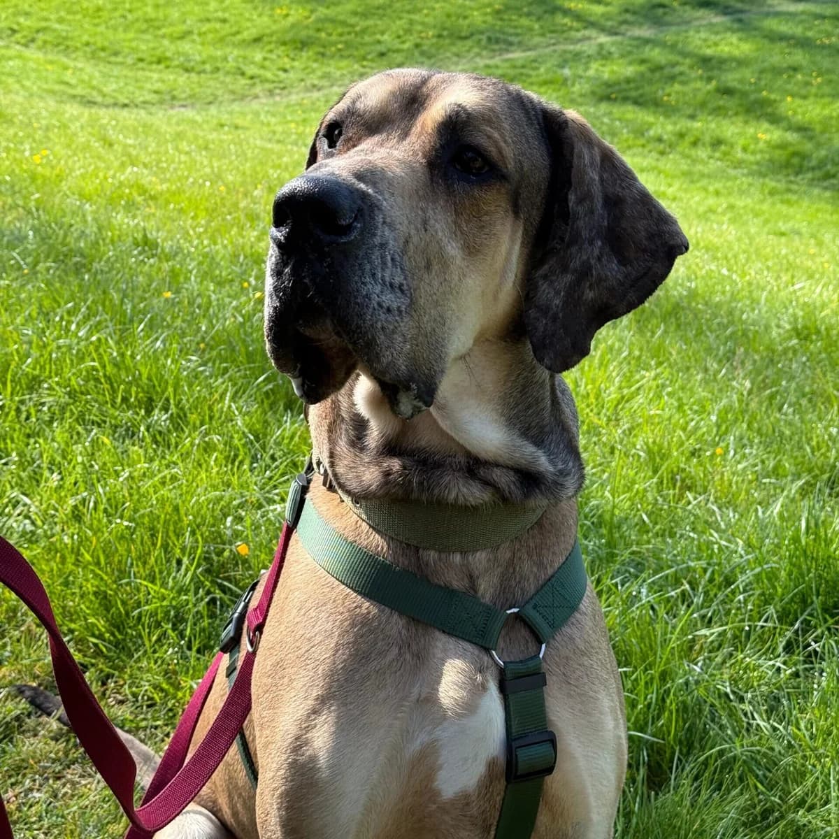 Ragnar, male puppy Great Dane for adoption at Städtisches Tierheim Duisburg, Duisburg