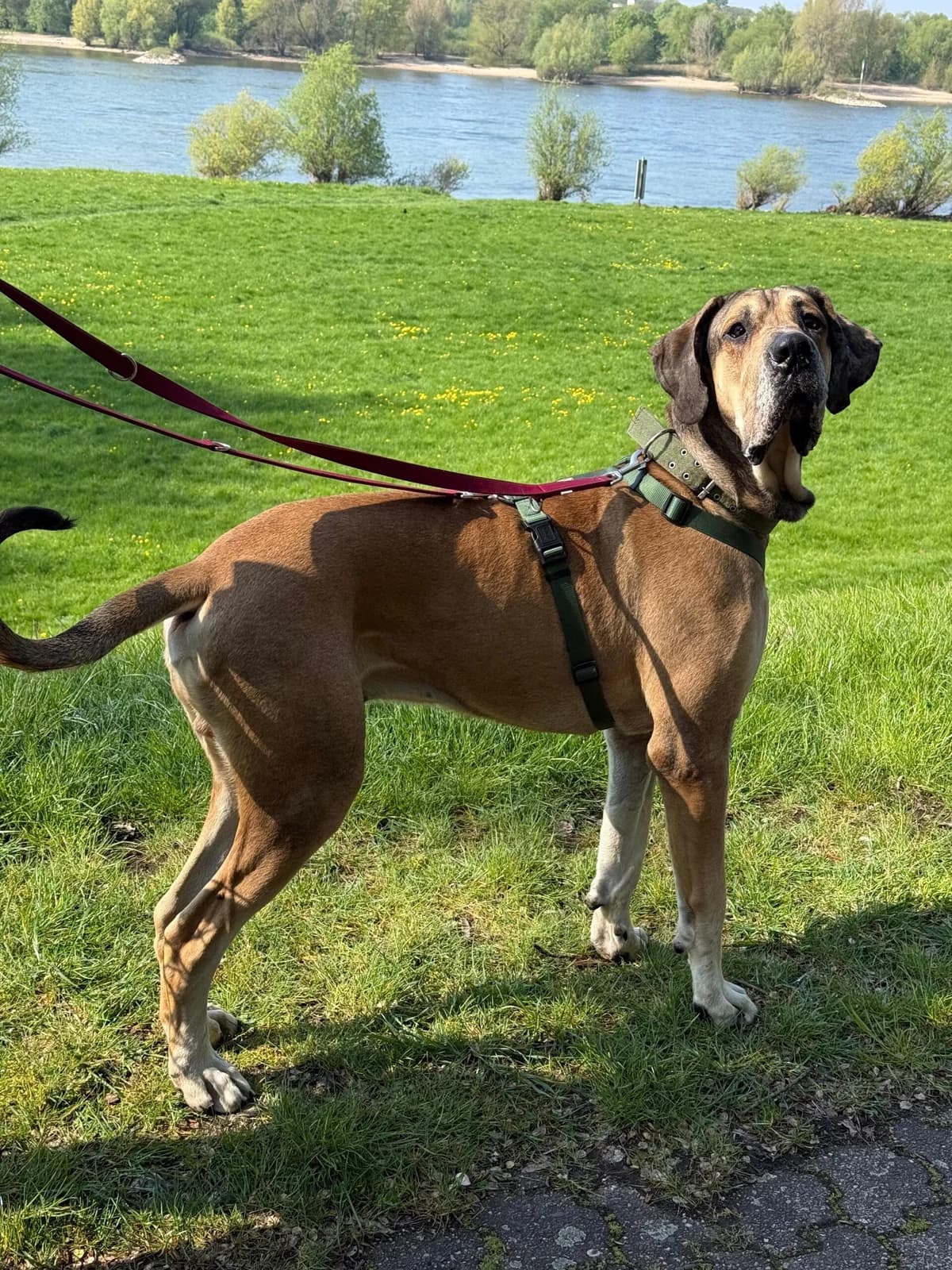 Ragnar, male Great Dane for adoption at Städtisches Tierheim Duisburg, Duisburg — photo 2 of 2