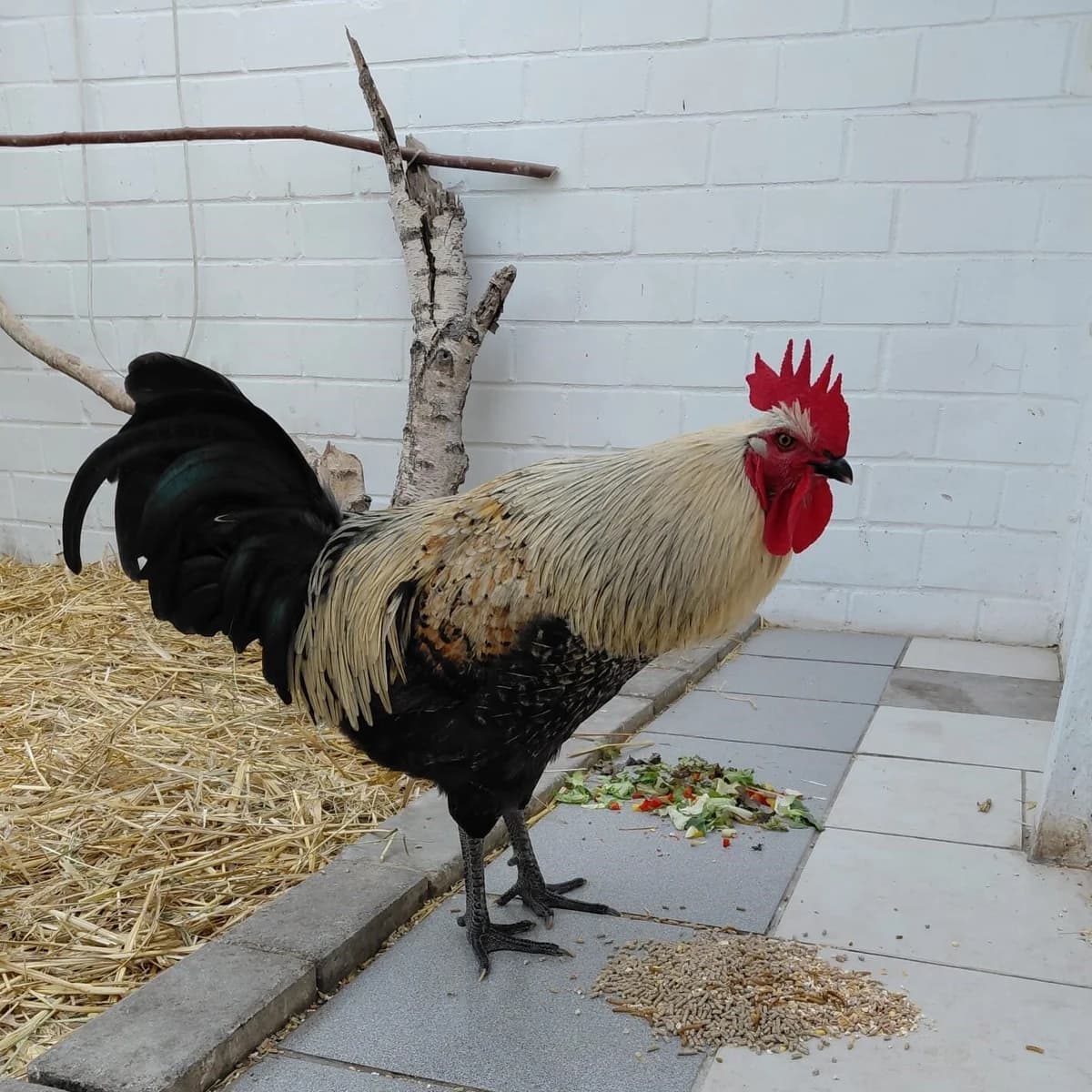 Castor,  Mixed Breed for adoption at Städtisches Tierheim Duisburg, Duisburg