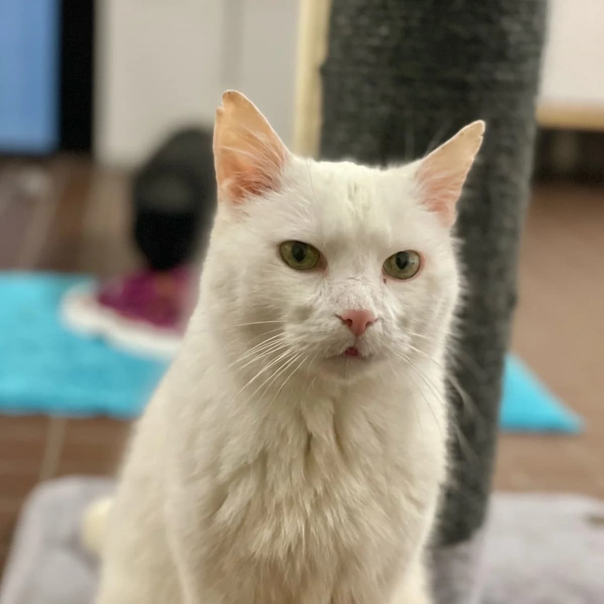 Jaro, weiß male mixed breed for adoption at Städtisches Tierheim Duisburg, Duisburg