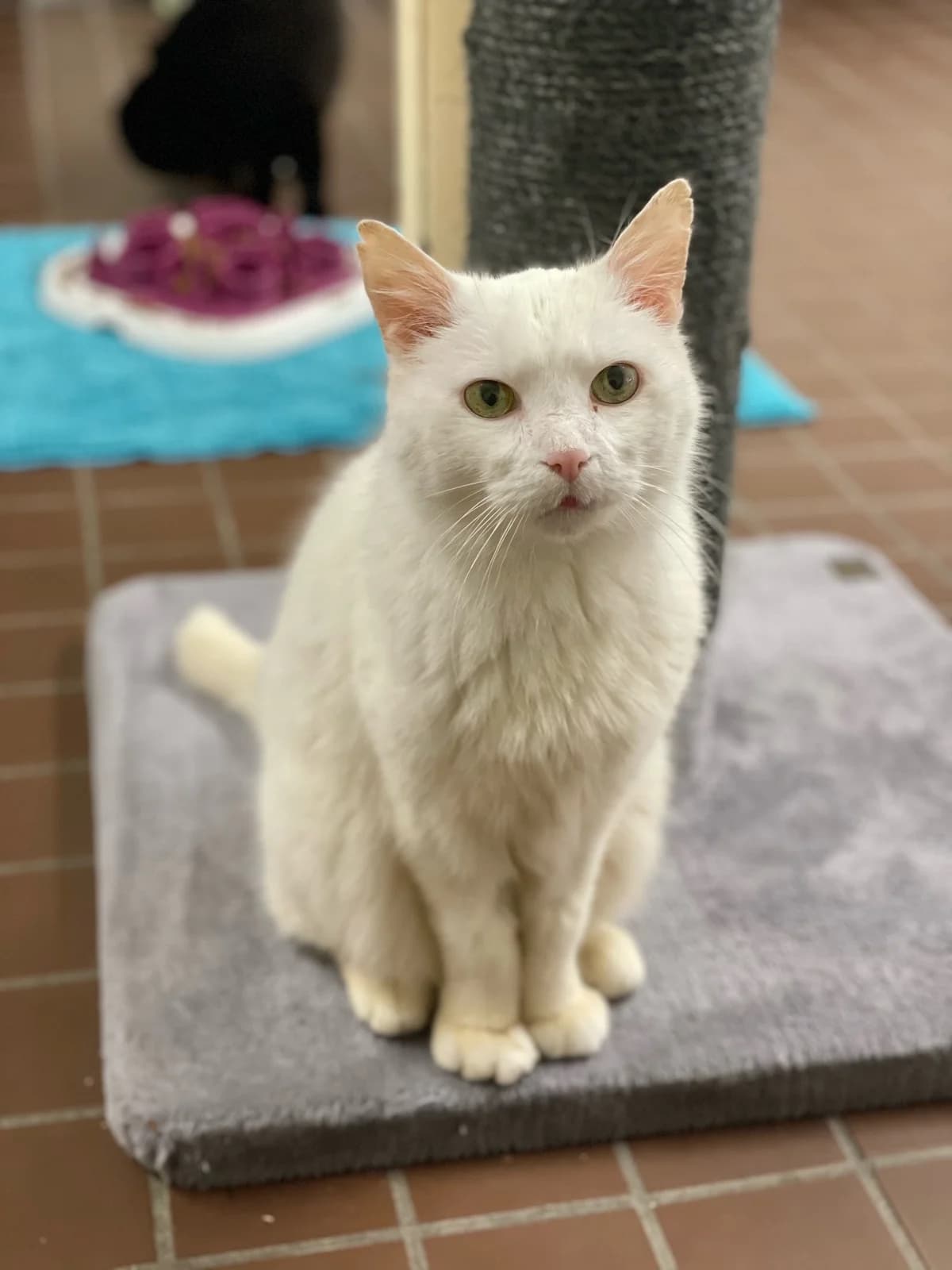 Jaro, weiß male mixed breed for adoption at Städtisches Tierheim Duisburg, Duisburg — photo 2 of 3