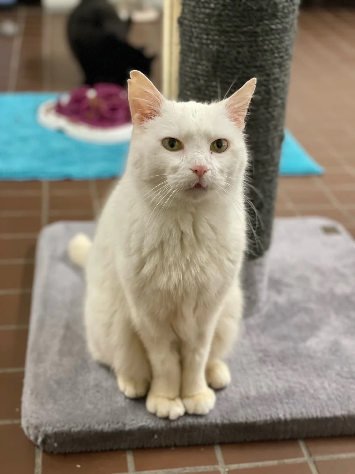 Jaro, weiß male mixed breed for adoption at Städtisches Tierheim Duisburg, Duisburg — photo 3 of 3