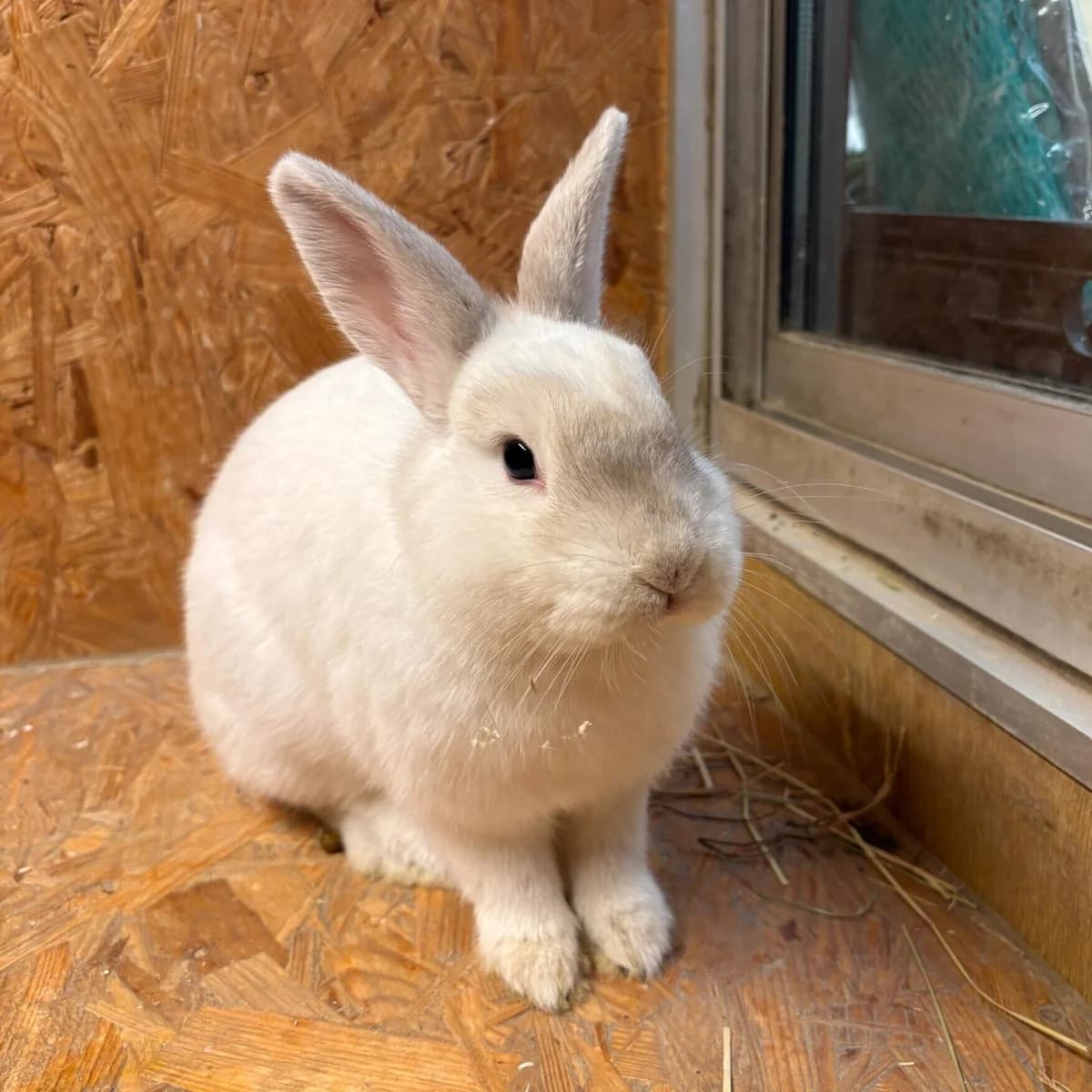 Leilani,  Mixed Breed for adoption at Städtisches Tierheim Duisburg, Duisburg