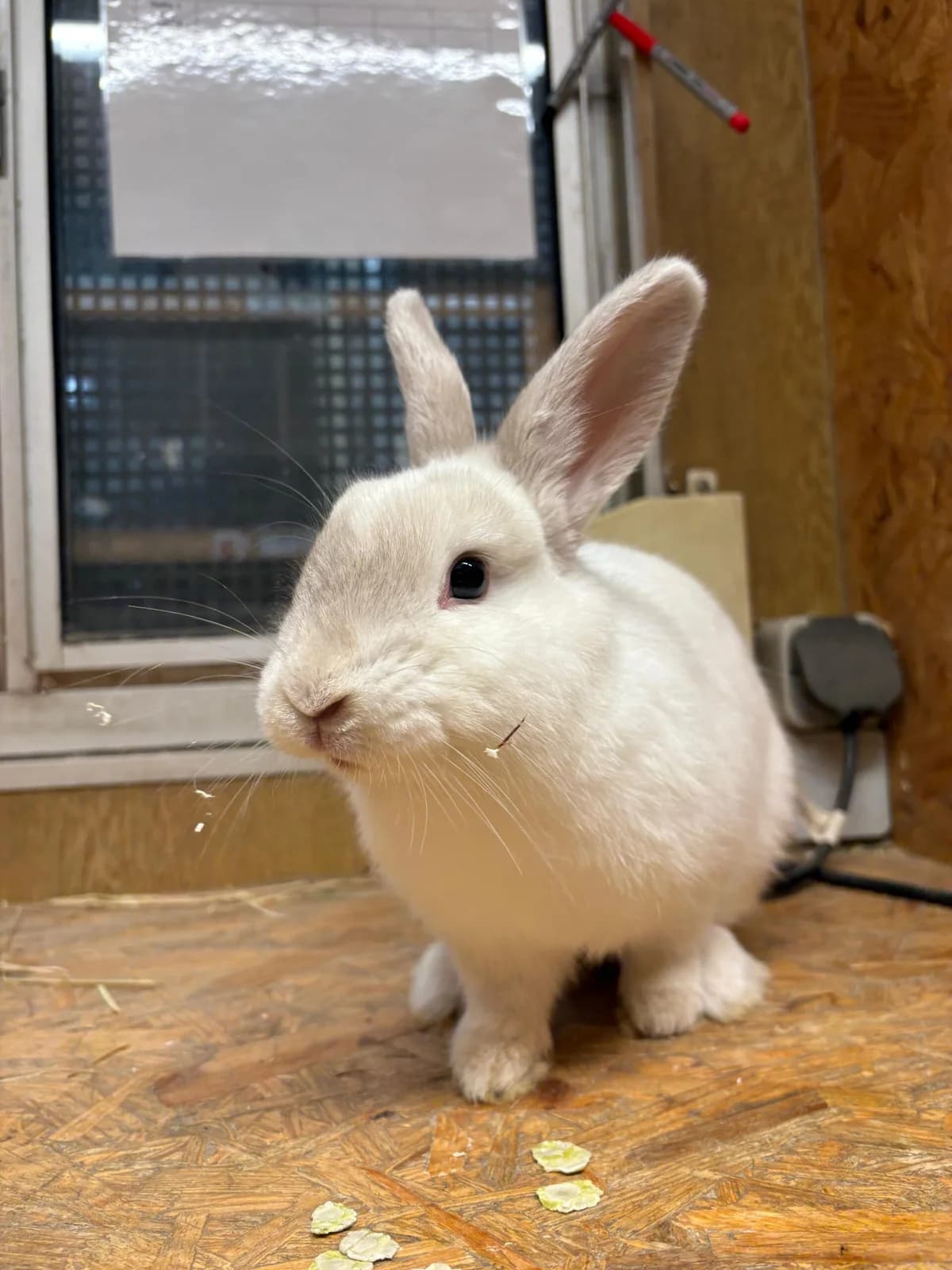 Leilani,  Mixed Breed for adoption at Städtisches Tierheim Duisburg, Duisburg — photo 2 of 4