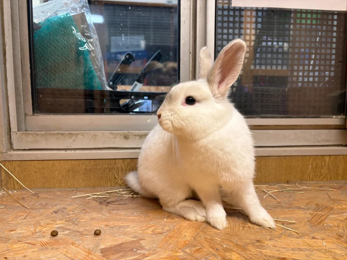 Leilani,  Mixed Breed for adoption at Städtisches Tierheim Duisburg, Duisburg — photo 3 of 4