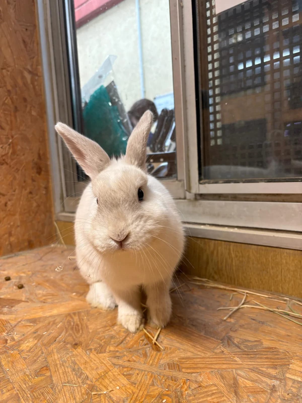 Leilani,  Mixed Breed for adoption at Städtisches Tierheim Duisburg, Duisburg — photo 4 of 4