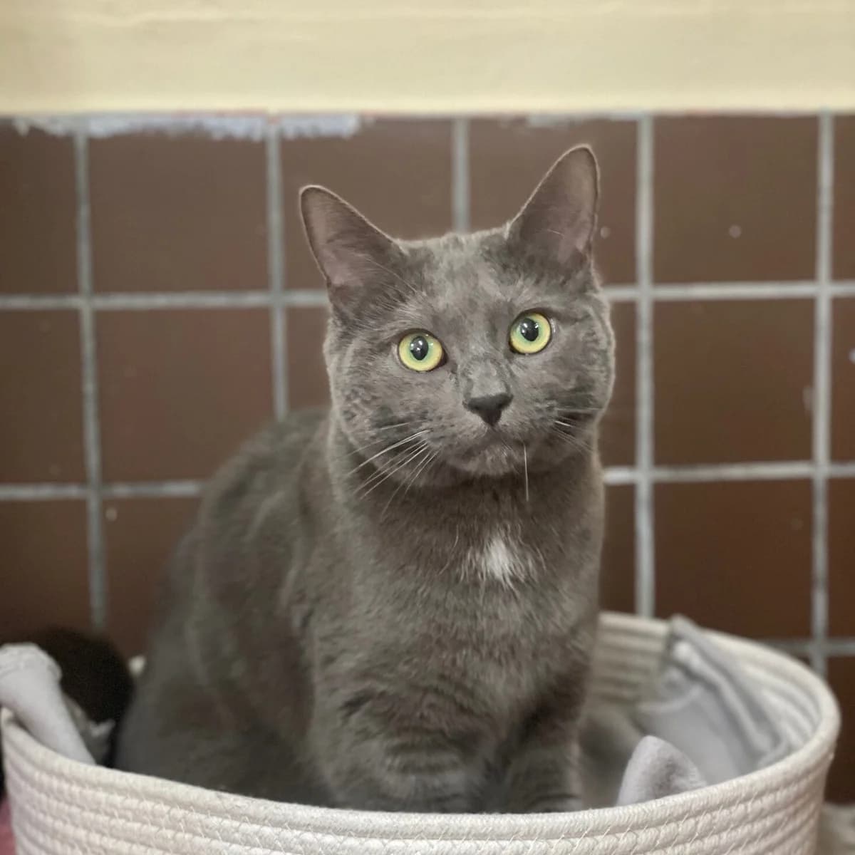 Grummeline, grau female puppy British Shorthair for adoption at Städtisches Tierheim Duisburg, Duisburg