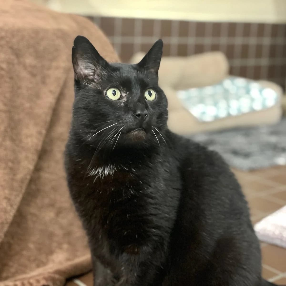 Gustavo – hat Interessenten, schwarz male puppy mixed breed for adoption at Städtisches Tierheim Duisburg, Duisburg