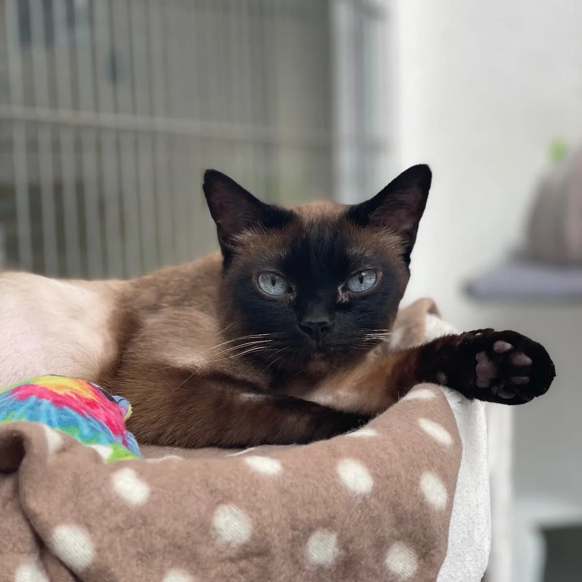 Fiona & Valentin, Seal-Point male puppy mixed breed for adoption at Städtisches Tierheim Duisburg, Duisburg