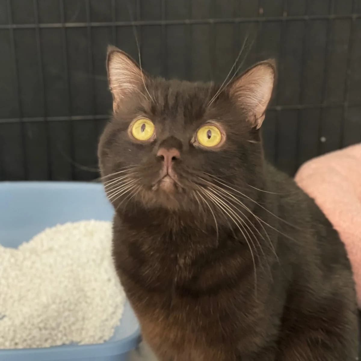 Kuma, braun male puppy British Shorthair for adoption at Städtisches Tierheim Duisburg, Duisburg