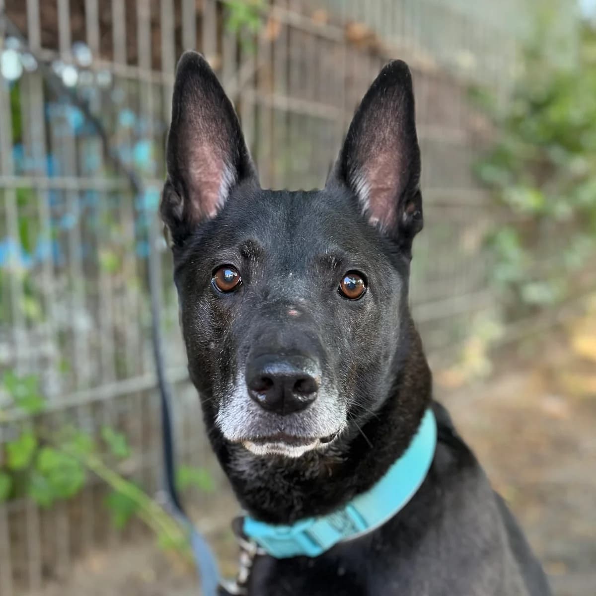 Olaf, male puppy German Shepherd for adoption at Städtisches Tierheim Duisburg, Duisburg