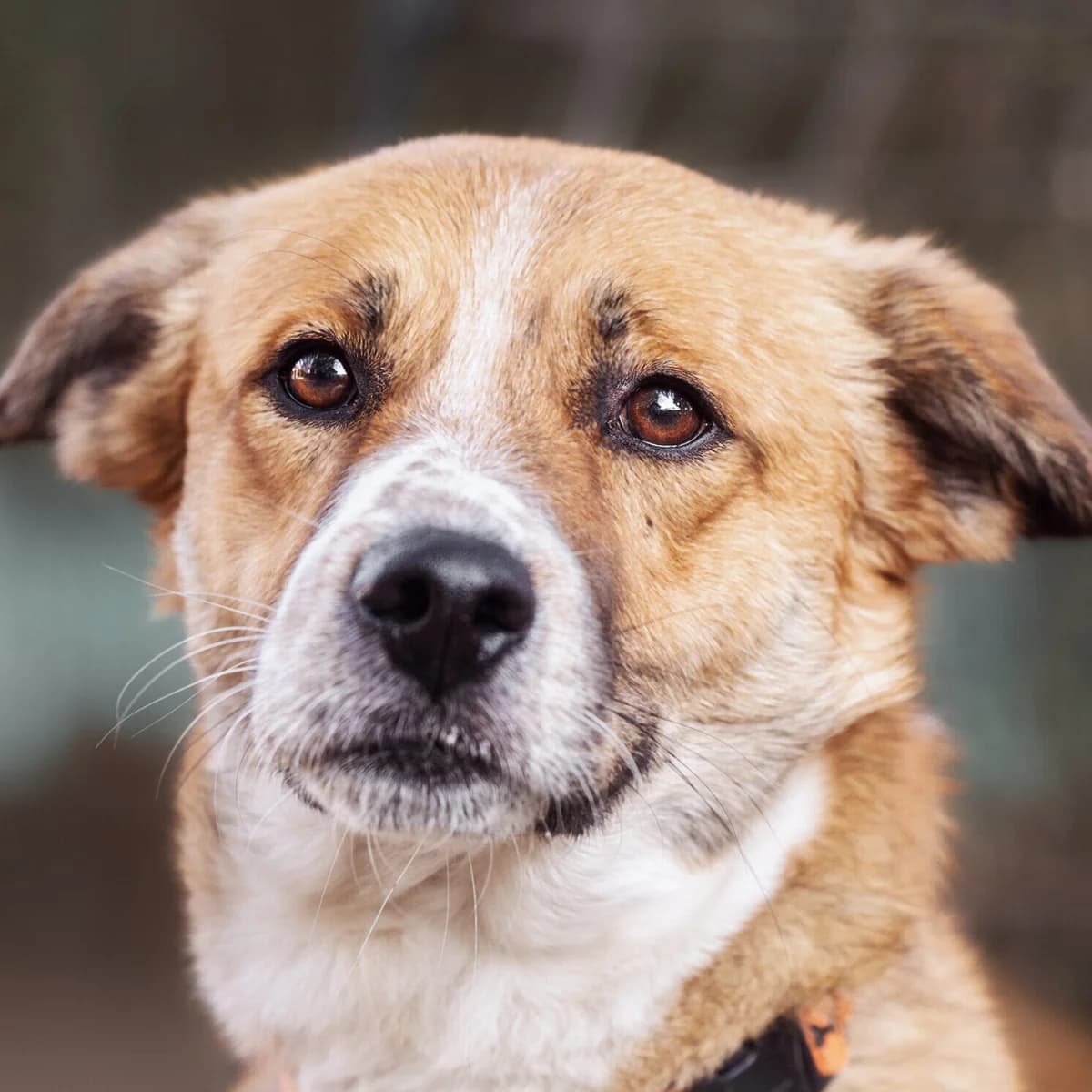 Frodo, Mixed Breed (Städtisches Tierheim Duisburg)