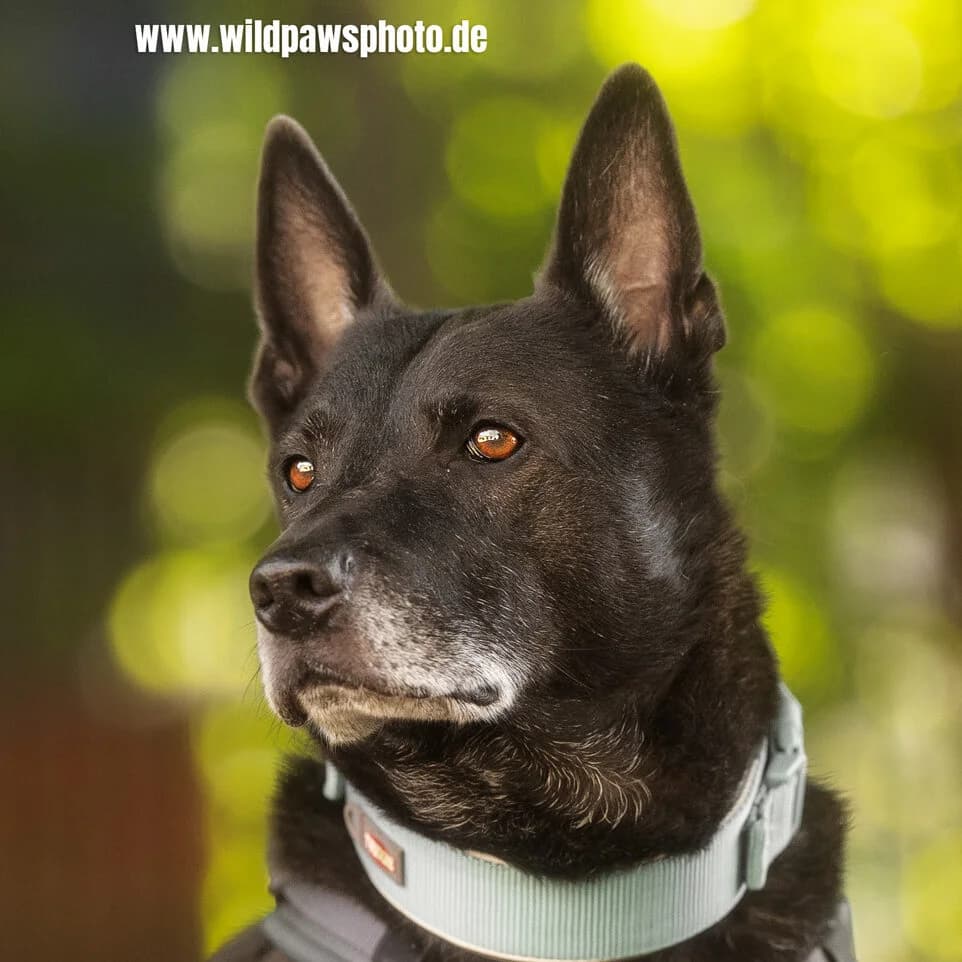 Olaf, male German Shepherd for adoption at Städtisches Tierheim Duisburg, Duisburg