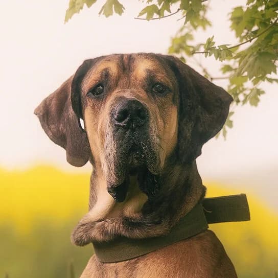 Ragnar, male 3yo Great Dane for adoption at Städtisches Tierheim Duisburg, Duisburg