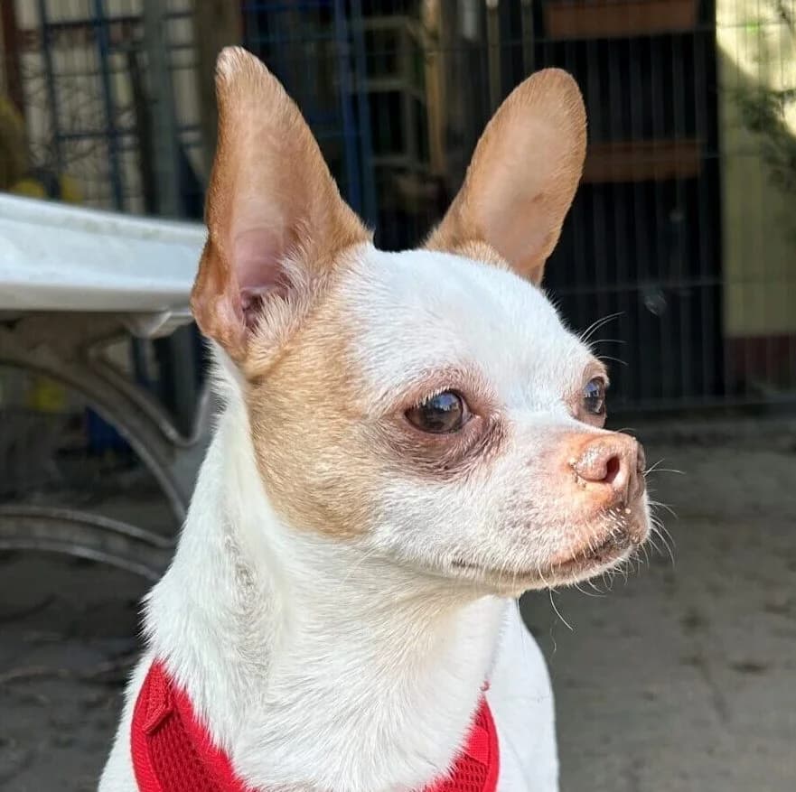 Rolex, male 4yo Chihuahua for adoption at Städtisches Tierheim Duisburg, Duisburg