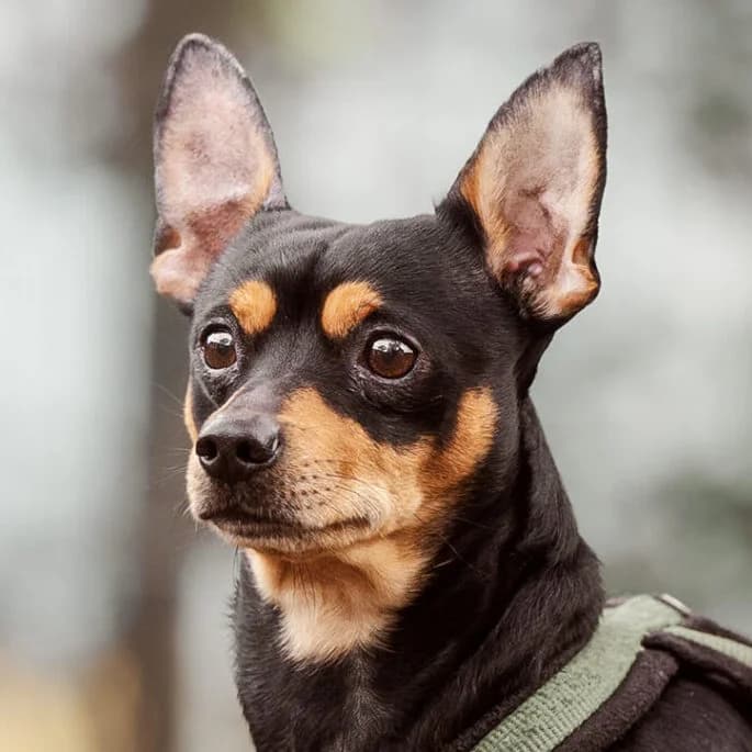Ramses, male 5yo mixed breed for adoption at Städtisches Tierheim Duisburg, Duisburg