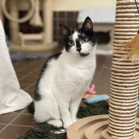 Kitty Perry,  (Städtisches Tierheim Duisburg)