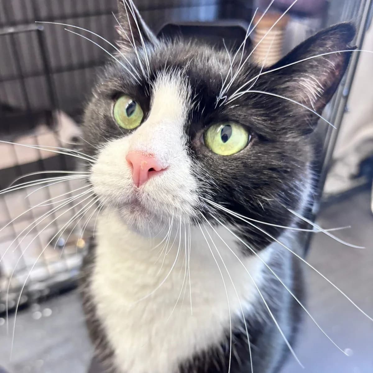 Bruno,  (Städtisches Tierheim Duisburg)