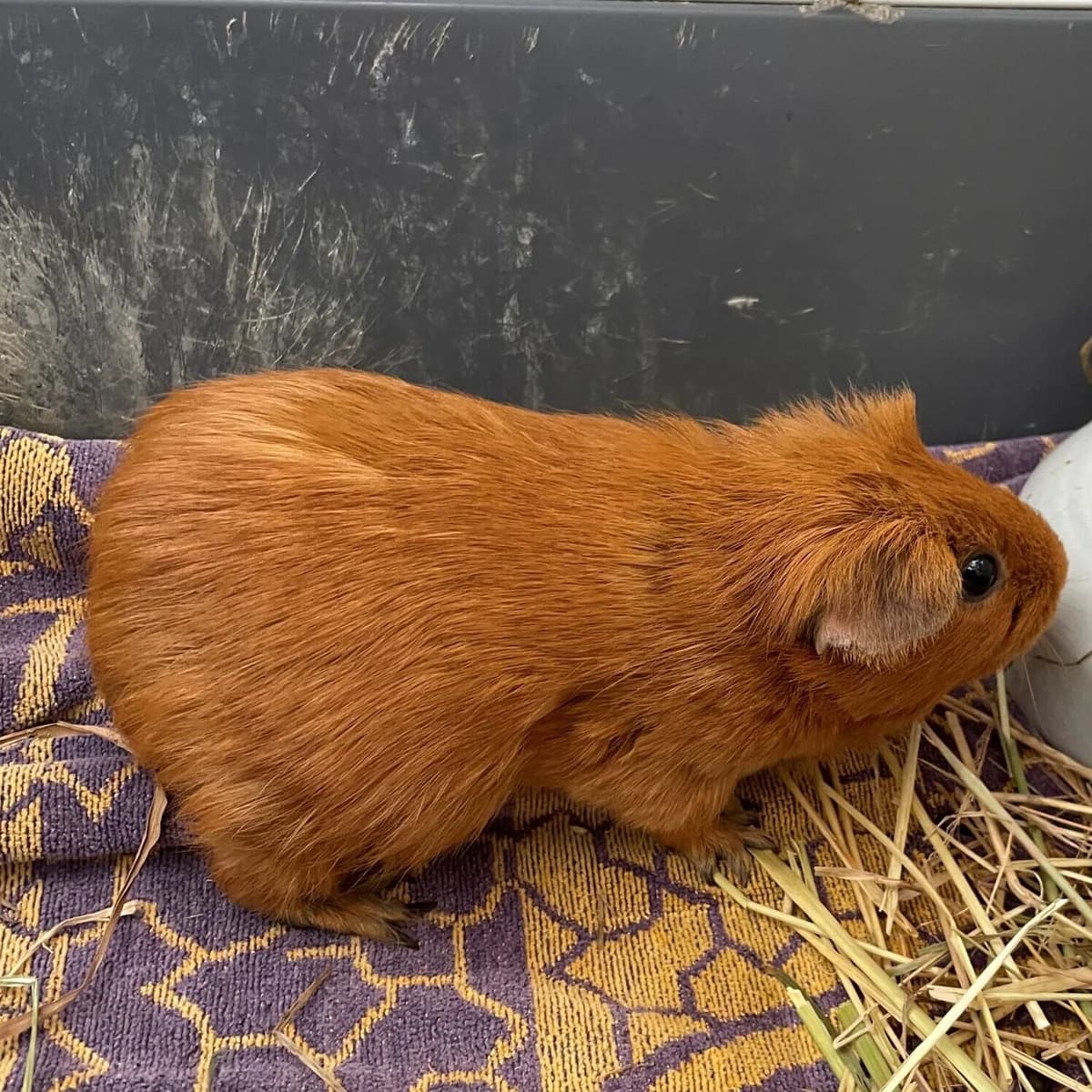 Meerschweinchen Woody (weiblich), female Mixed Breed for adoption at Städtisches Tierheim Duisburg, Duisburg
