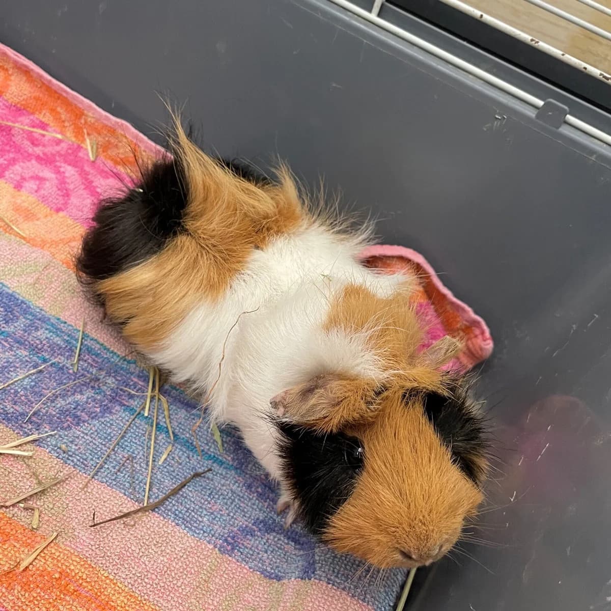 Tony Meerschweinchen (weiblich), female Mixed Breed for adoption at Städtisches Tierheim Duisburg, Duisburg