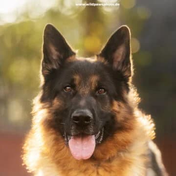 Manou, male German Shepherd for adoption at Städtisches Tierheim Duisburg, Duisburg