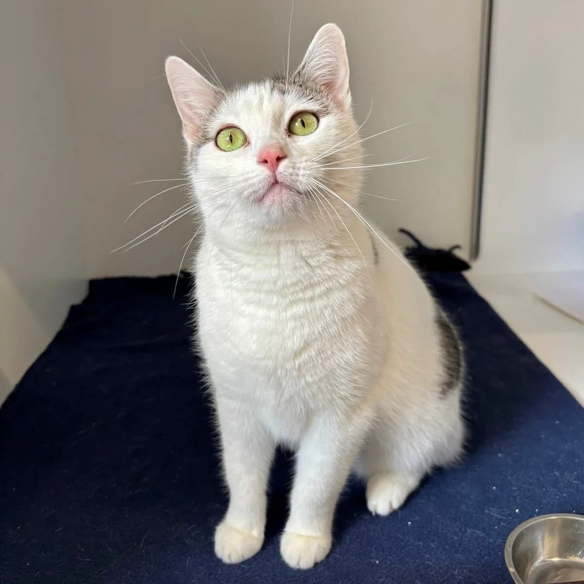 Elara,  (Städtisches Tierheim Duisburg)