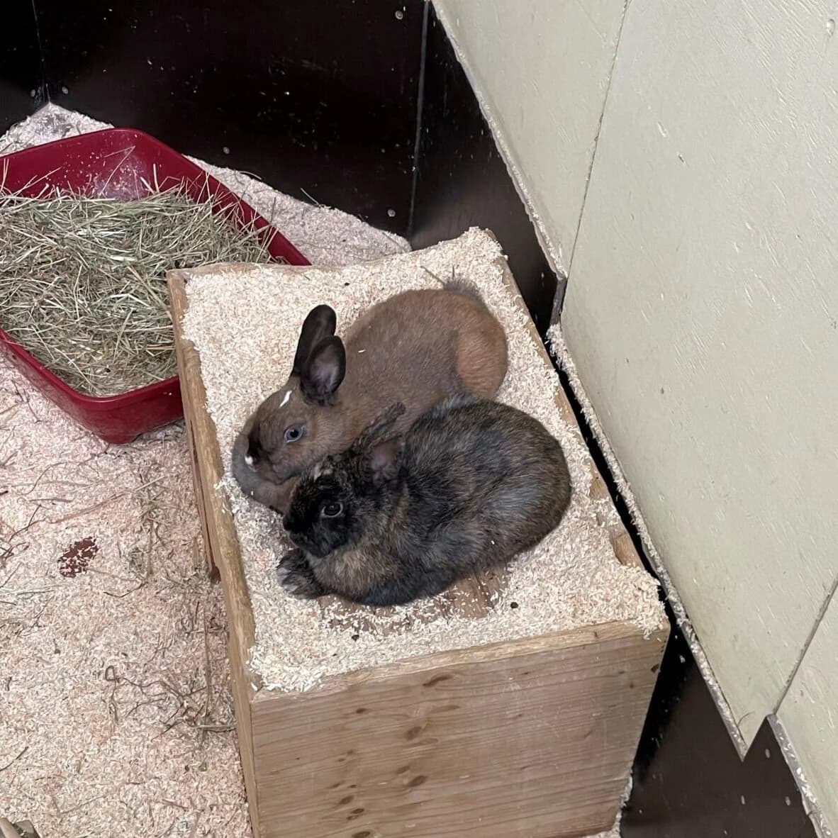 Marie Amir, female Mixed Breed for adoption at Städtisches Tierheim Duisburg, Duisburg