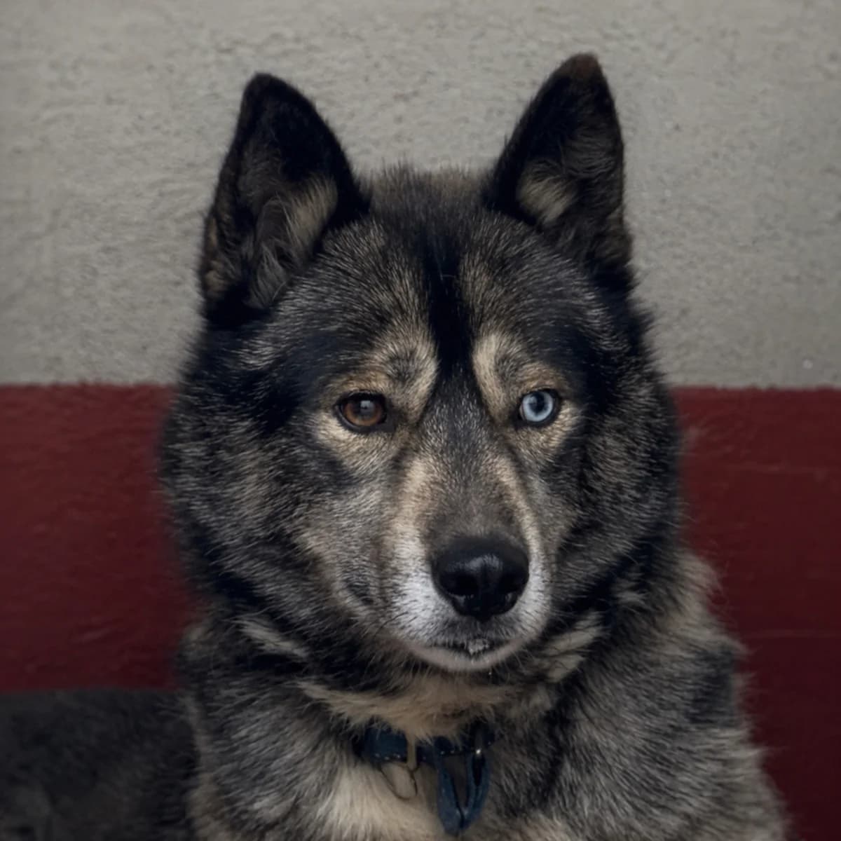 Sound, male 4yo Husky for adoption at Städtisches Tierheim Duisburg, Duisburg