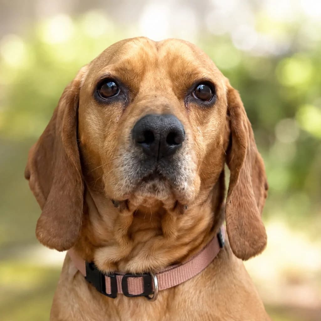 Banno, male 3yo Beagle for adoption at Städtisches Tierheim Duisburg, Duisburg