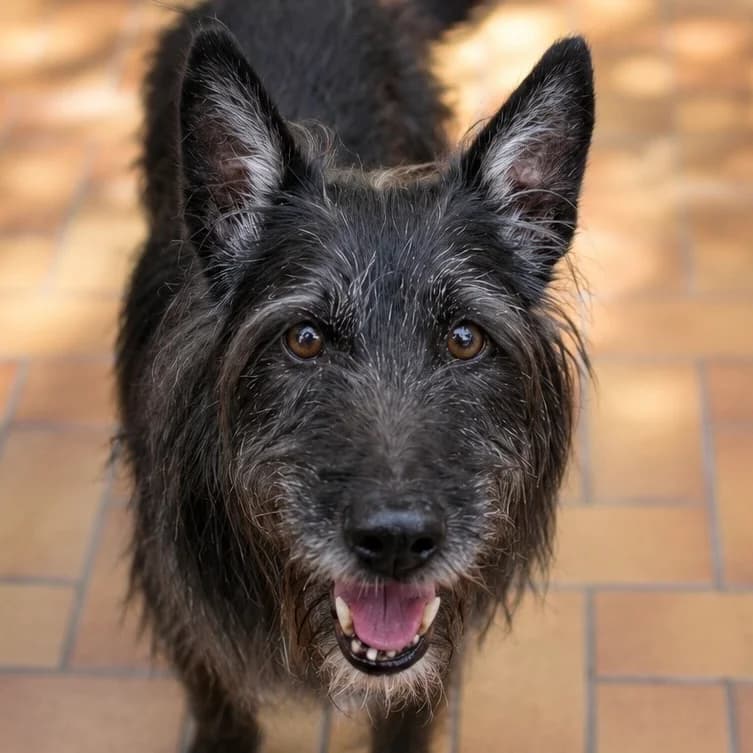 Gandalf, male senior Mixed Breed for adoption at Städtisches Tierheim Duisburg, Duisburg