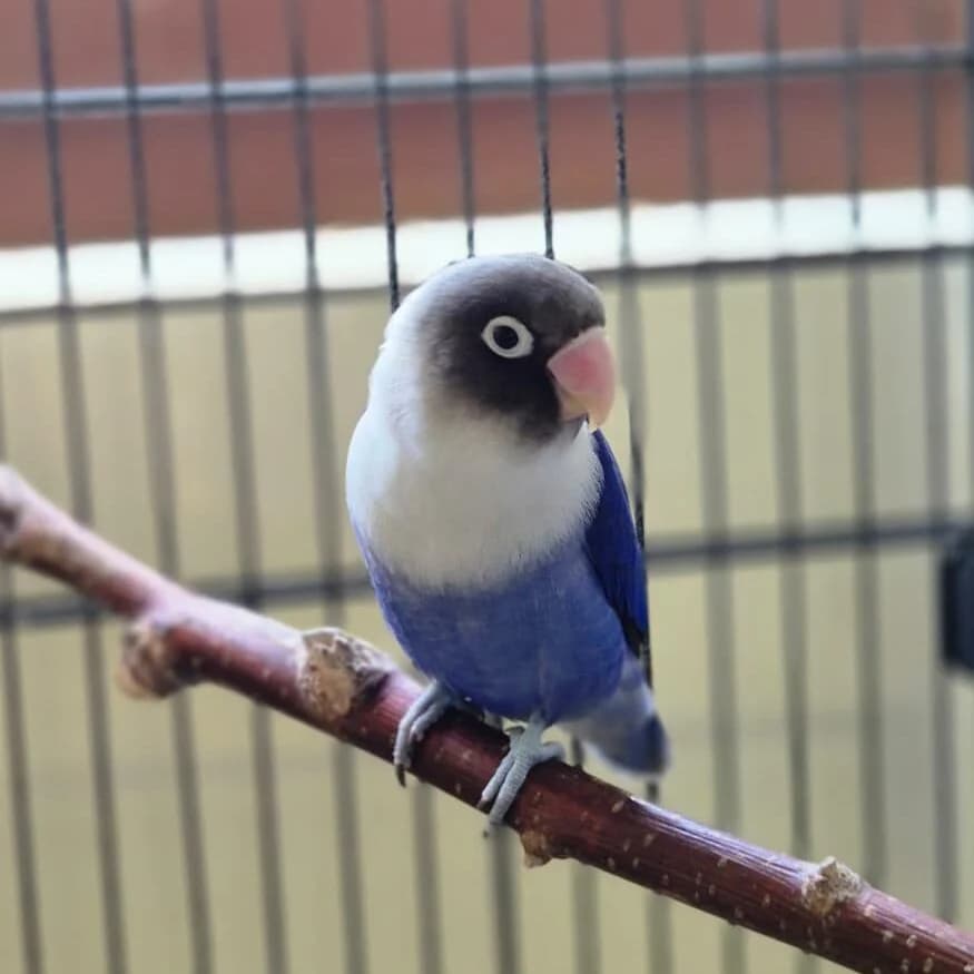 Mavi,  mixed breed for adoption at Städtisches Tierheim Duisburg, Duisburg