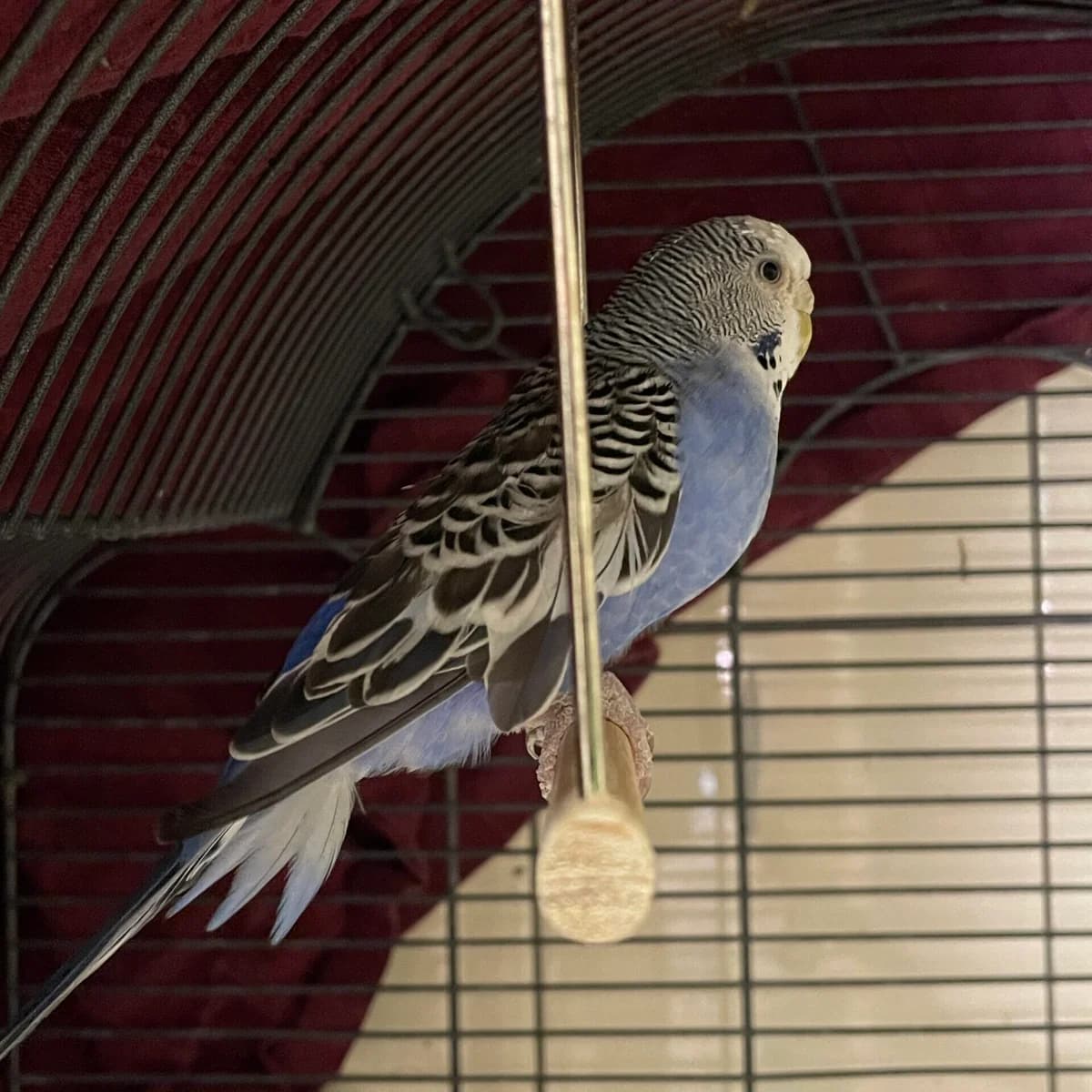Moony, female mixed breed for adoption at Städtisches Tierheim Duisburg, Duisburg